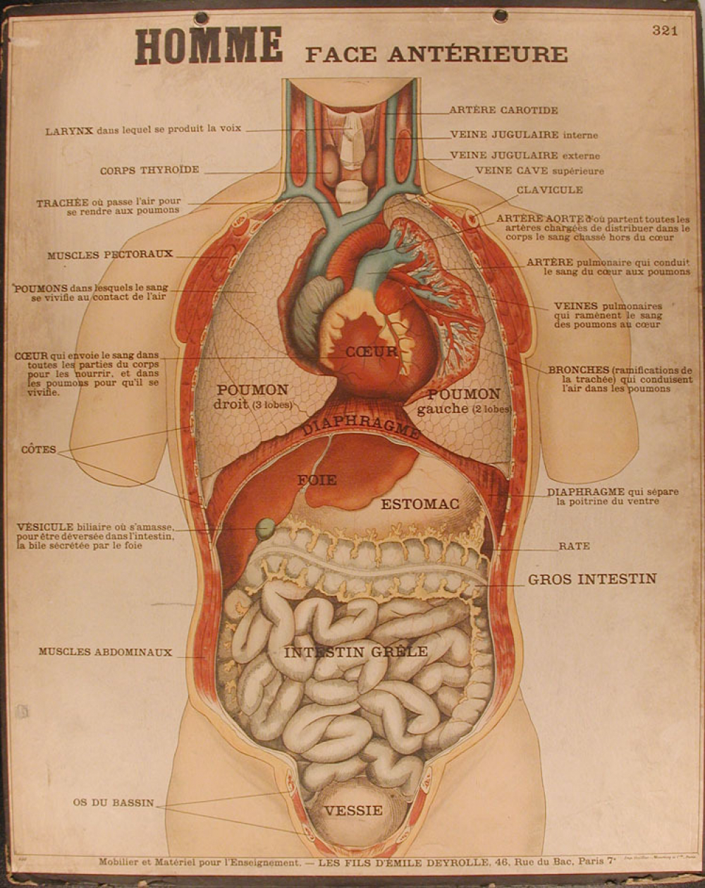 Tableaux muraux : 4ème Série : Anatomie humaine. 321- Homme. Face antérieure.