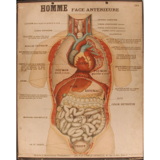 Tableaux muraux : 4ème Série : Anatomie humaine. 321- Homme. Face antérieure.