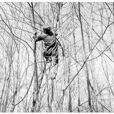 Ecole Freinet, classe promenade : un élève dans un arbre, vu de dos.