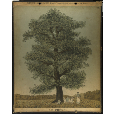 Tableaux muraux. 125- Le chêne.