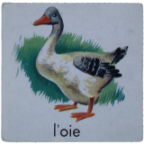 Faune et flore
