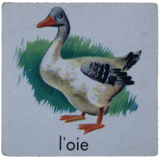 Faune et flore