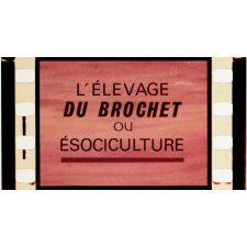 L'Elevage du brochet ou ésociculture.