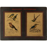 Histoire Naturelle : Oiseaux. 2ème ordre : Passereaux. Pl. 3 B- Mésange bleue (1). Ramphocèle flamboyant (2). Pl. 4- Tenuirostres : Oiseau mouche (1). Syndactyles : Martin chasseur (2). 