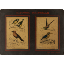 Histoire Naturelle : Oiseaux. 2ème ordre : Passereaux. Pl. 3 B- Mésange bleue (1). Ramphocèle flamboyant (2). Pl. 4- Tenuirostres : Oiseau mouche (1). Syndactyles : Martin chasseur (2). 