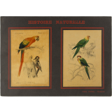 Histoire Naturelle : Oiseaux. 3ème ordre : Grimpeurs. Pl. 5- Ara (1). Pic grand epeiche (2) / 1- Perruche à tête jaune. 2- Perruche omnicolore.