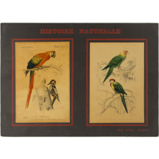 Histoire Naturelle : Oiseaux. 3ème ordre : Grimpeurs. Pl. 5- Ara (1). Pic grand epeiche (2) / 1- Perruche à tête jaune. 2- Perruche omnicolore.