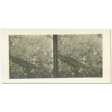 Ravin de Vaux : ossements.