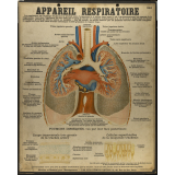 Tableaux muraux : 4ème Série : Anatomie humaine. 343- Appareil respiratoire.