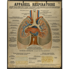Tableaux muraux : 4ème Série : Anatomie humaine. 343- Appareil respiratoire.