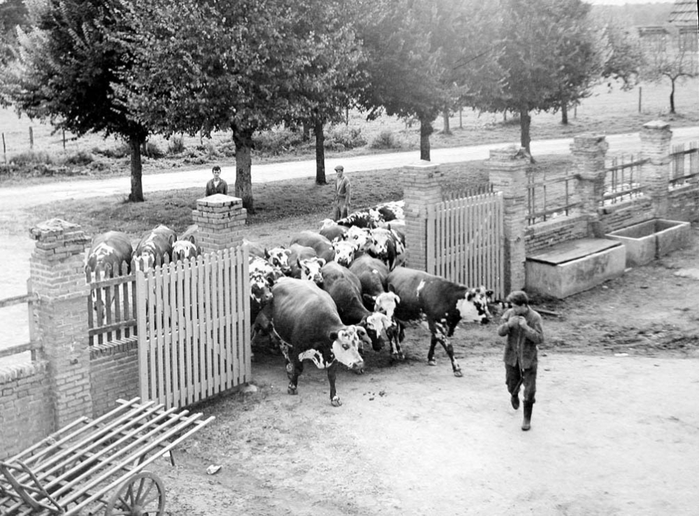 Institution publique d'éducation surveillée Saint-Maurice : La rentrée du bétail