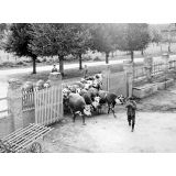 Institution publique d'éducation surveillée Saint-Maurice : La rentrée du bétail