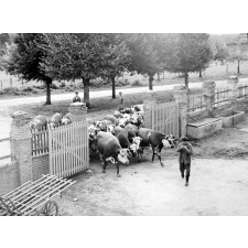 Institution publique d'éducation surveillée Saint-Maurice : La rentrée du bétail