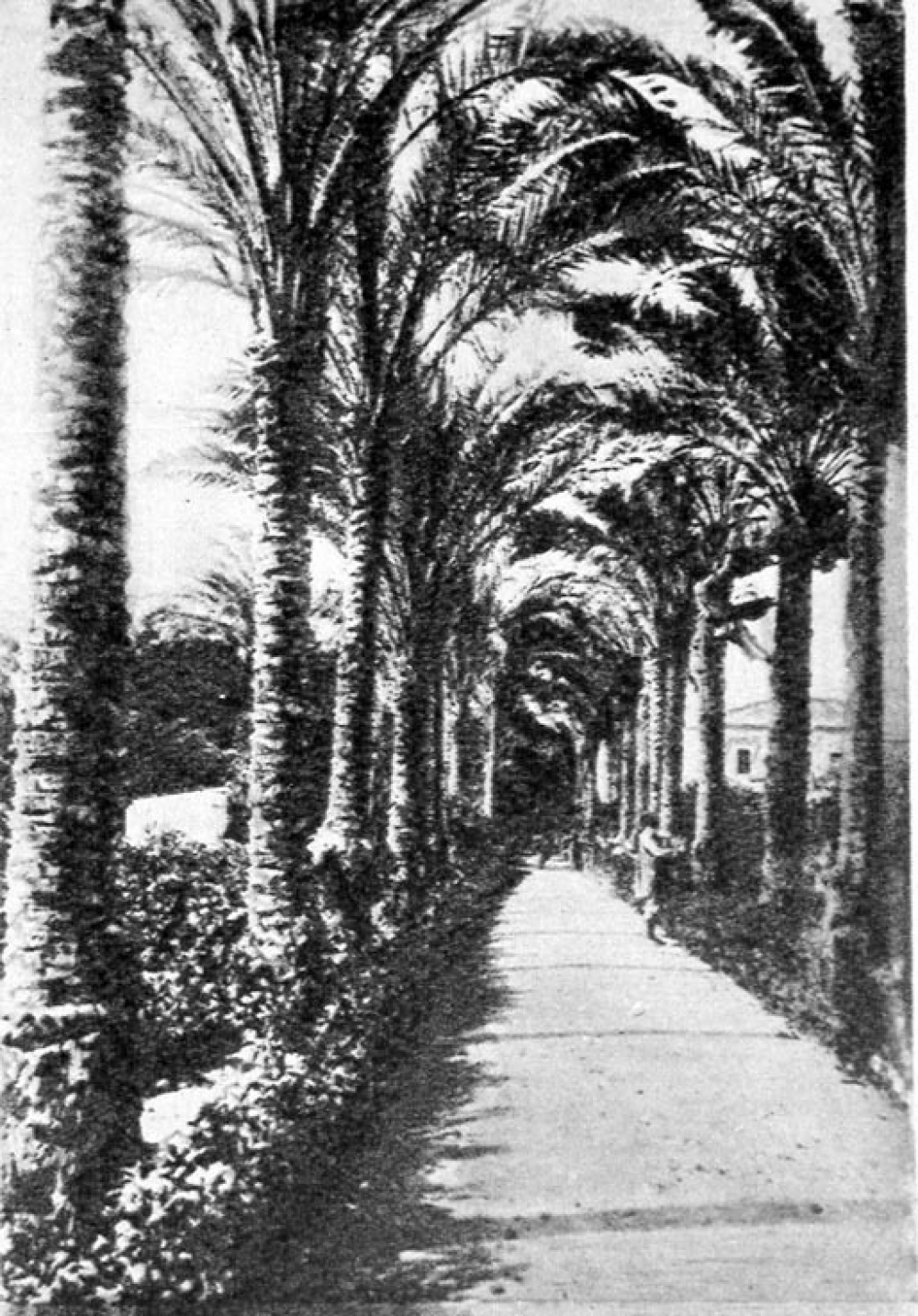 Collège Saint-Marc - Camp de César. Alexandrie (Egypte). 