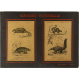 Histoire Naturelle : Mammifères. Ière série : Quadrupèdes sans os marsupiaux. 8ème ordre : Édentés. Pl. 15- Tatou encoubert (1). Pangolin à grosse queue (2). Pl. 16- Fourmiliers didactyle (1) & tamanoir (2). 