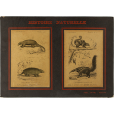 Histoire Naturelle : Mammifères. Ière série : Quadrupèdes sans os marsupiaux. 8ème ordre : Édentés. Pl. 15- Tatou encoubert (1). Pangolin à grosse queue (2). Pl. 16- Fourmiliers didactyle (1) & tamanoir (2). 
