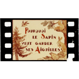 Pourquoi le sapin veut garder ses aiguilles.