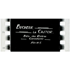 Bucheur, le castor.