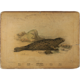 Tableau mural. Enseignement par les yeux : Animaux. 3ème Série. Phoque (ordre des phoques).