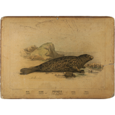 Tableau mural. Enseignement par les yeux : Animaux. 3ème Série. Phoque (ordre des phoques).