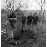 Coopératives scolaires : école du Bas-Rhin, plantation d'arbres