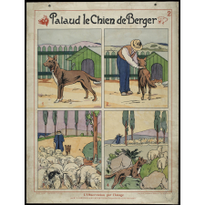 L'observation par l'Image. 2-Pataud le chien de berger.
