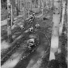 Colonie sanitaire de Montboissier : chemins en forêt