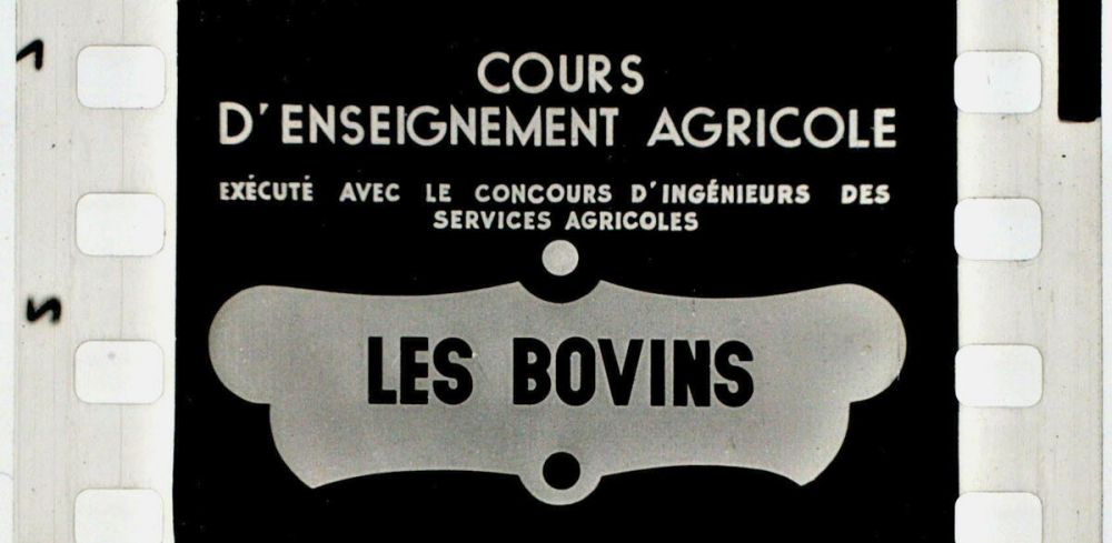Les Bovins.