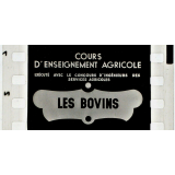 Les Bovins.