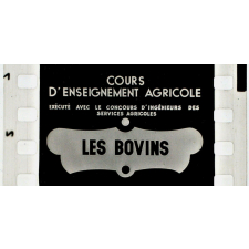 Les Bovins.