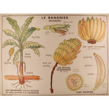 Tableaux de sciences. Les plantes alimentaires exotiques : N°11. Le bananier / N°12. L'ananas.