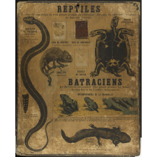 Tableau mural. Reptiles-Batraciens.
