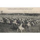 29 - Souvenir du concours de gymnastique de Nantes (1erAoût 1909) - Fédération sportive des Patronages de France - Mouvements d'ensemble.