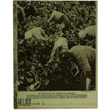 Vendanges en Champagne - École en 1914-18.