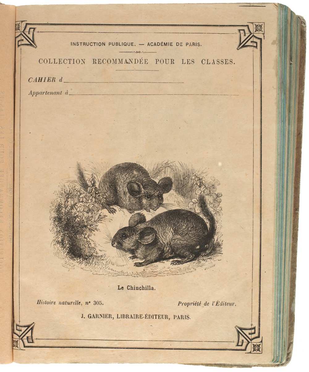 Le Chinchilla - Histoire naturelle n°305.