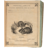 Le Chinchilla - Histoire naturelle n°305.