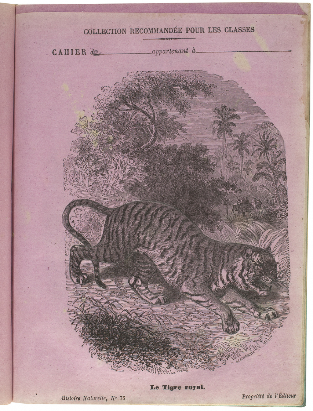 Le Tigre royal - Histoire naturelle n°75.
