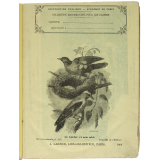 Le Loriot et son nid - Histoire naturelle n°143.