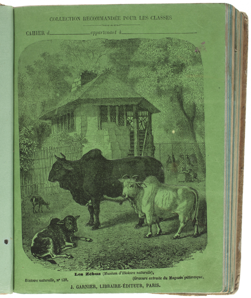 Les Zébus - Histoire naturelle n°138.