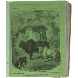 Les Zébus - Histoire naturelle n°138.