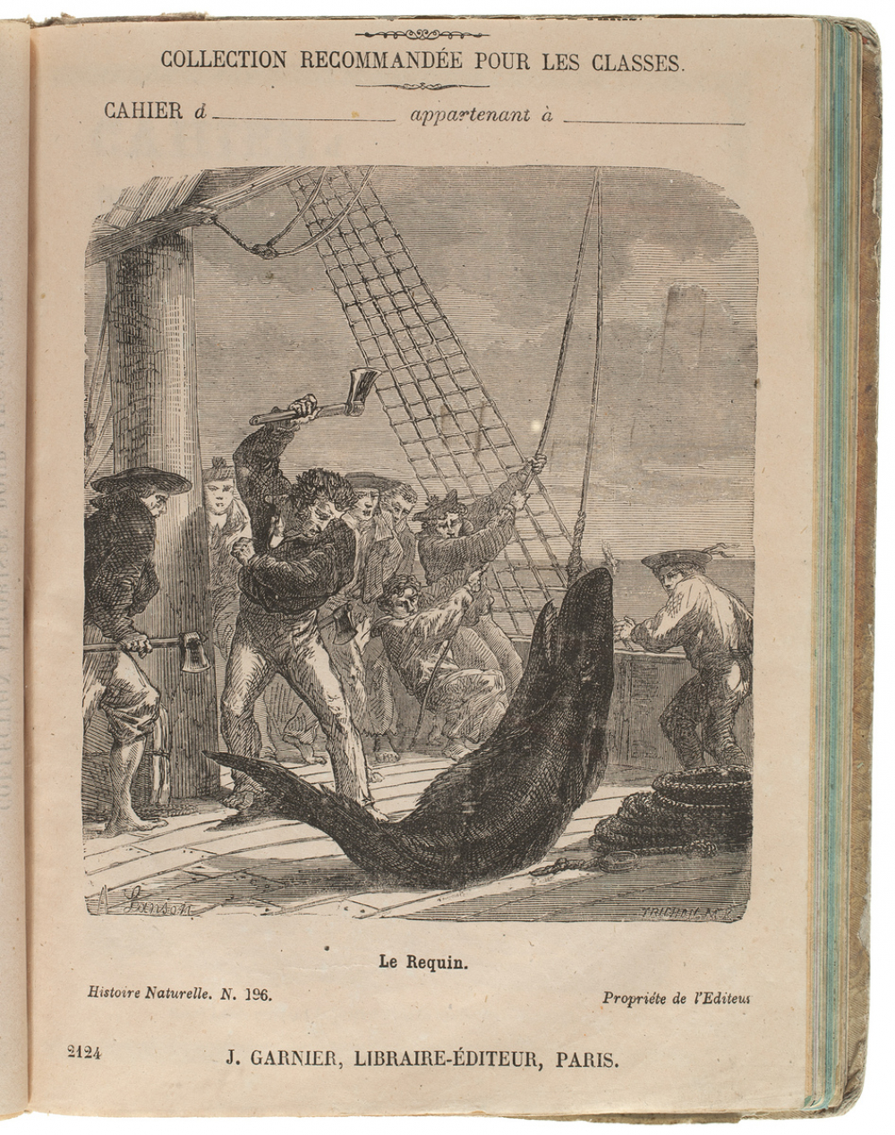 Le Requin - Histoire naturelle n°196.