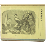 L'Eider des mers polaires.