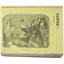 L'Eider des mers polaires.