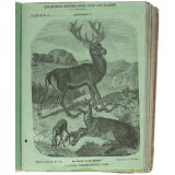 Le Cerf et la biche - Histoire naturelle n°114.