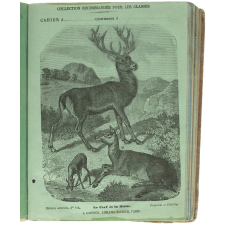 Le Cerf et la biche - Histoire naturelle n°114.