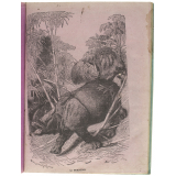 Le Rhinocéros.