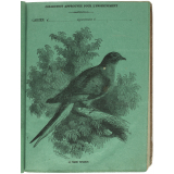 Le Pigeon voyageur.