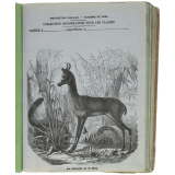 La Gazelle et le boa.