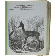 La Gazelle et le boa.
