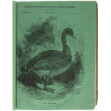 L'Oie sauvage.